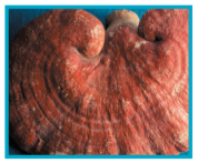 Reishi Mushroom