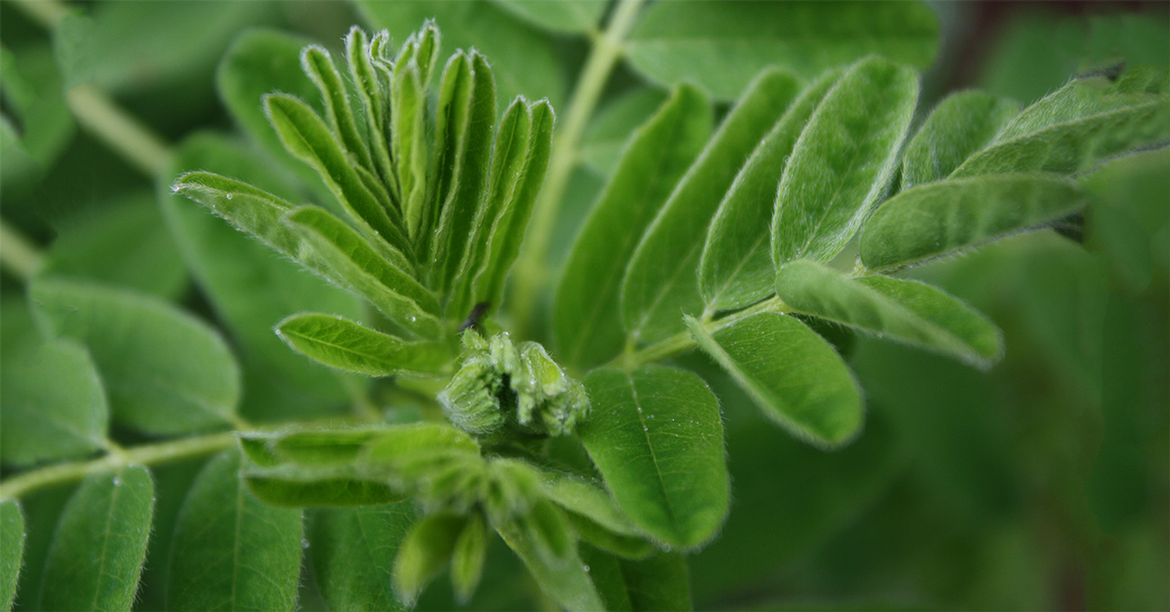 Astragalus-leaves-green
