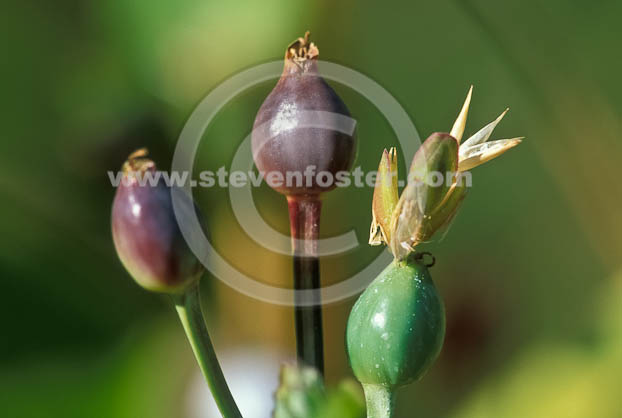 Coix lacryma-jobi, Job's Tears;  Chinese Pearl Barley