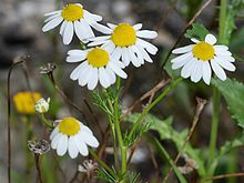 German Chamomile