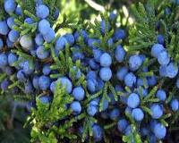 juniper berry