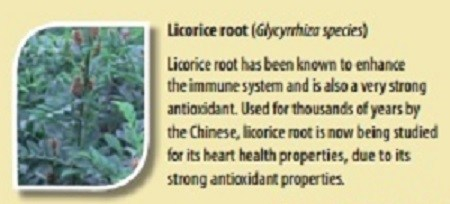 Licorice root