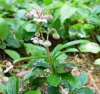 pipsissewa